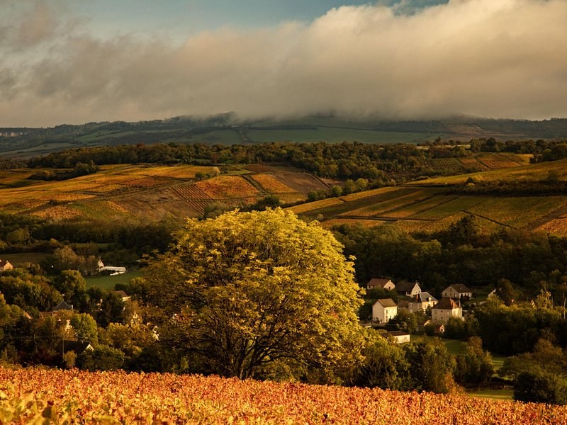 Autumn vines and woods above a village, low cloud on the hills