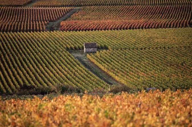 Vine parcels in autumn gold and rust, a small hut standing among them