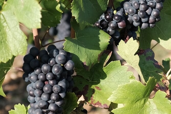 Bunches of black grapes hanging among the vine leaves
