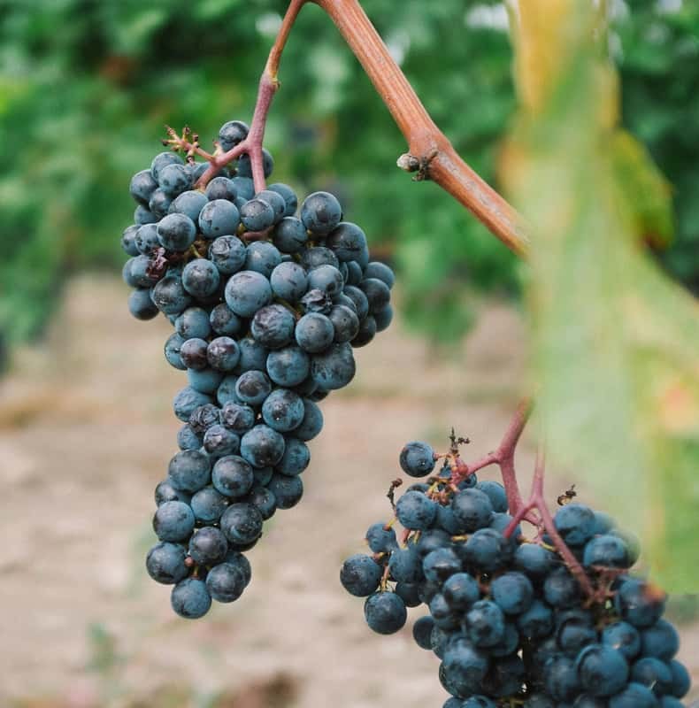 Côte de Beaune Half-Day Wine Tour from Dijon