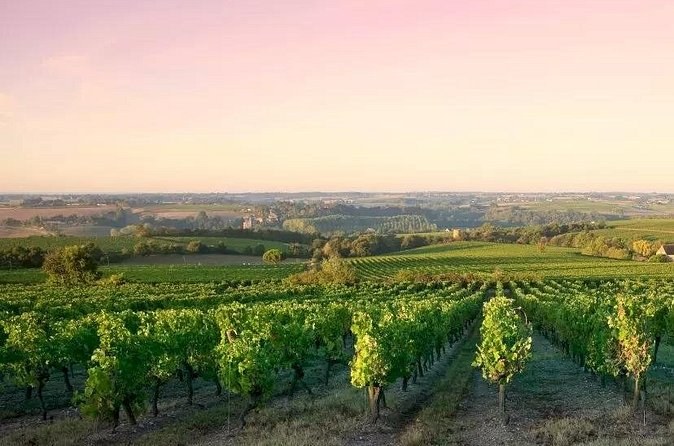 Côte de Nuits Half Day Wine Tour from Dijon