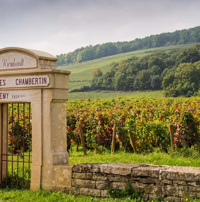 From Dijon: Côte de Nuits Wine-Tasting Tour