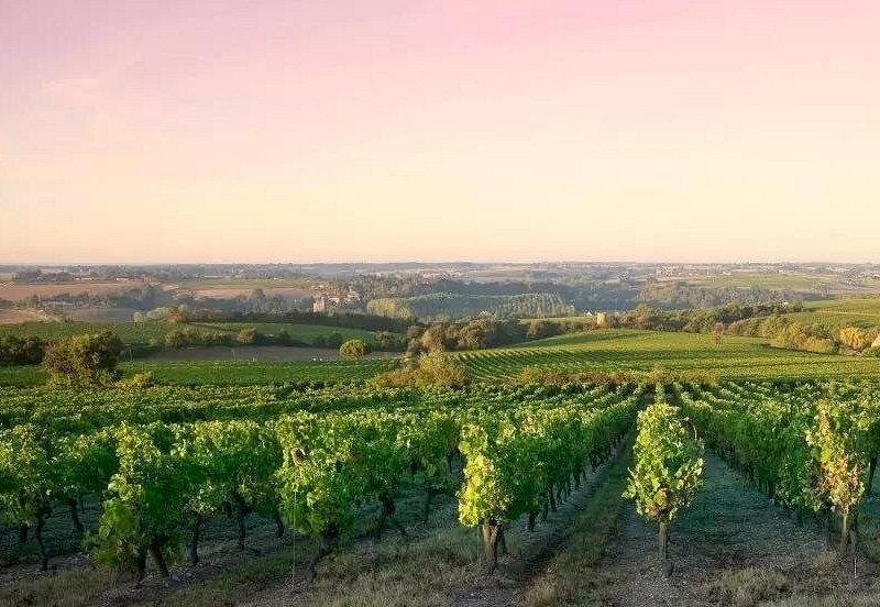 Vine rows running down a slope into a pink sunset over the plain